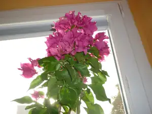Bugatka je už na okně.