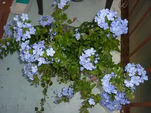 Plumbago se dalo do květu.