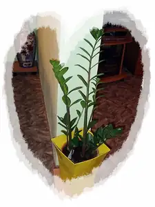 iris66 — 17. září 2012