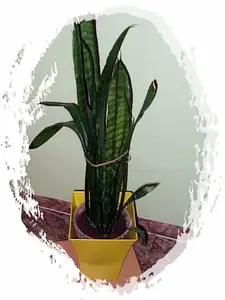 iris66 — 17. září 2012