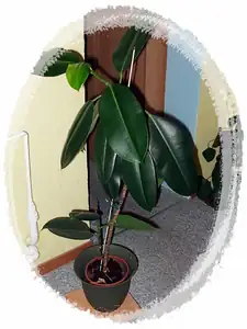 iris66 — 17. září 2012