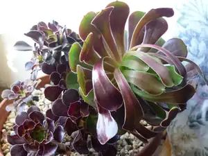 Aeonium z letošní Lefkády