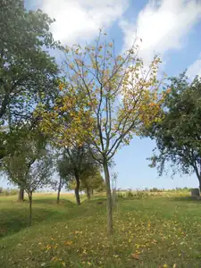 Meruňka už je téměř bez listí