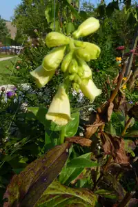 digitalis-ještě vykvetl...