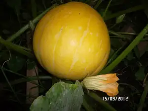 Tohle je moje jediná dýně