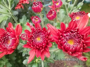 ludmila60 — 19. září 2012