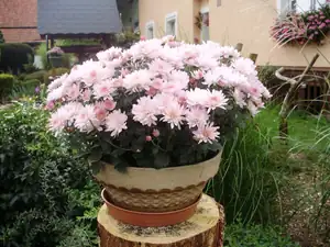 muškatek — 20. září 2012
