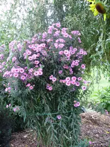 muškatek — 20. září 2012