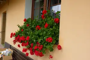 okno s muškátem...