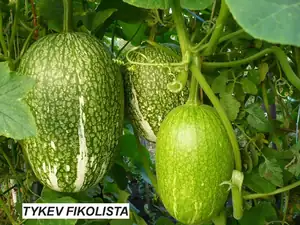kosnikovna — 26. září 2012
