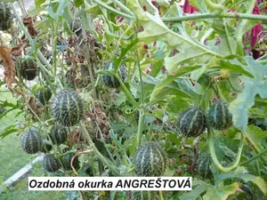 kosnikovna — 26. září 2012