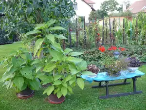 kosnikovna — 26. září 2012