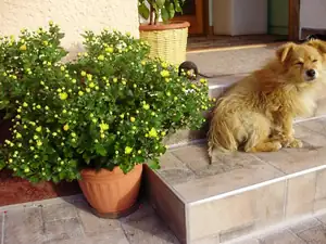 Přezimovaná