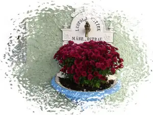 Přezimovaná