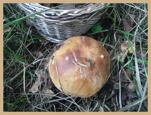 iris66 — 28. září 2012