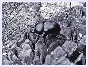 iris66 — 28. září 2012