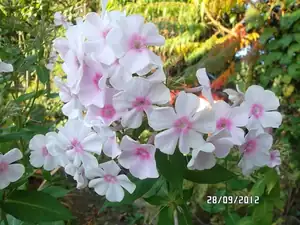 ludmila60 — 28. září 2012