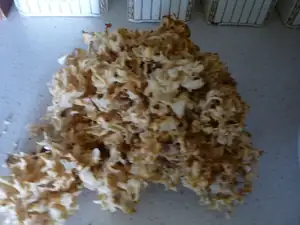 kotrč - bude držkovka