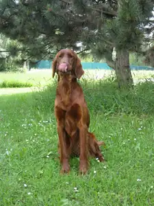 To bude dobrota...