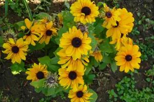 šlechtěná echinacea...