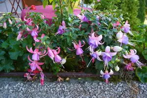 pro fuchsie jako by nebyl podzim...