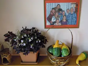 Dostala jsem oxalis od kamarádky ;) ;)