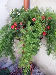 iris66 — 30. září 2012