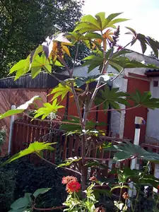 iris66 — 30. září 2012