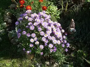iris66 — 30. září 2012