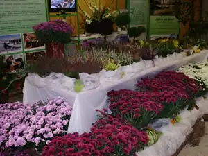 muškatek — 5. října 2012
