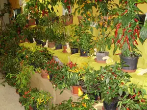 muškatek — 5. října 2012