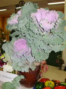 muškatek — 5. října 2012