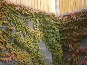 Přísavník se krásně vybarvuje