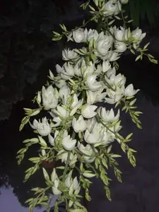 iris66 — 13. července 2010