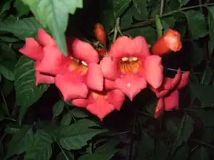 iris66 — 13. července 2010