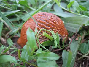 Nepřítel