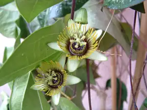 Passiflora Coriacea