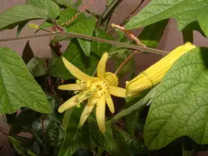 Passiflora Citrina