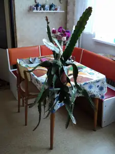 Jak se spr
