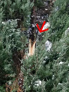 jalovci se ulomila větev