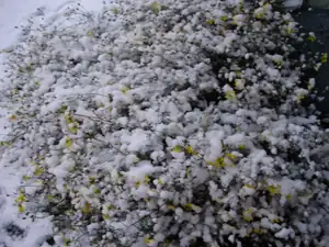 Bidens ráno pod sněhem