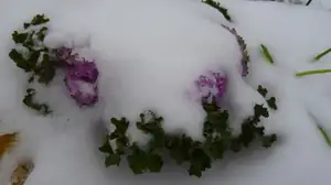 poznáte? přece kapustička pod sněhem...