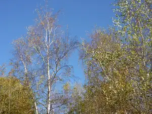 Lidi k nám asi dneska přišlo jaro