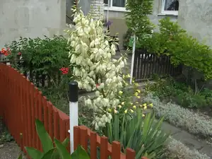 iris66 — 19. července 2010