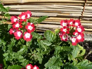 verbena