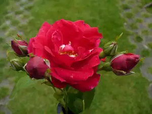 yzopka — 3. listopadu 2012