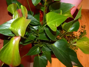 anthurium...