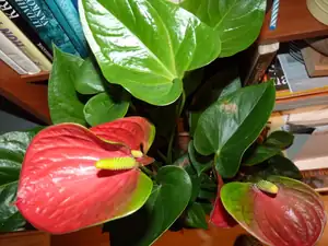 anthurium...červená...