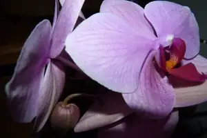 orchidea...