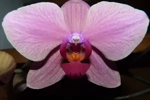 orchidea...
